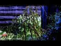 Soothing Relaxation, Rain Sounds For Sleeping, Deep Sleep Rain, Rain No Thunder Black Screen, Zzz