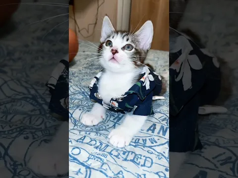 #cat