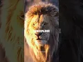 Download Lagu Attitude - Lion King 🦁 👑 #shorts