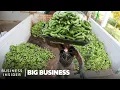 Download Lagu Why The World’s Most Popular Banana May Go Extinct | Big Business