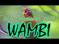 Download Lagu Masteran Wambi Gacor Full Isian Paling Bagus Untuk Terapi