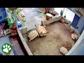 Hero Tortoise Rushes To Save Struggling Friend