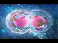 Mitosis made simple in 3 minutes
