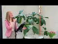 Für die Liebe - Berge (Alina | Die Sängerin Cover)