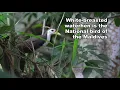 Download Lagu LEARN ABOUT BIRDS - White-Breasted Waterhen (Amaurornis phoenicurus) - CANON SX60HS BIRDING VIDEO