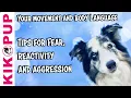 Tips for dog trainers working with fear reactivity and aggression