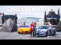 Download Lagu GORILA INI MENGAMBIL MOBIL ANOMALI YANTO UNTUK HANCURKAN SKYLINE KEI