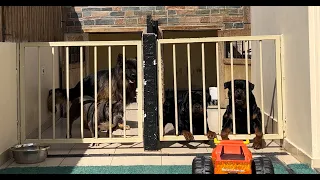 RC Car Test: Rottweiler vs German Shepherd vs American Bully