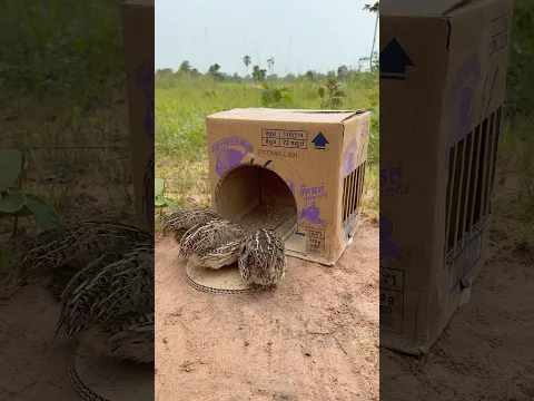 Innovative Unique Quick Quail Trap Using Cardboard Box #shorts