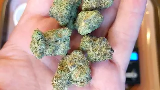 Sour Jack Muv 28