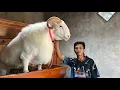 Download Lagu GANDIWA DOMBA LOKAL TERBESAR DI INDONESIA MENDO ANKER FARM