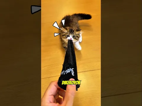 Kucing ini suka banget sama kaos kaki 🤣 #shortsviral