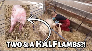HOW DID THIS HAPPEN?!! (yes, that is half a lamb.😳) ~ Summer Lambing 2026
