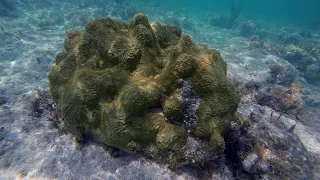 Watch the breathtaking colorful snorkeling on healthy coral all throughout the Ragged Islands.