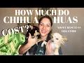 How much do chihuahuas cost Are chihuahuas expensive