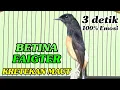 Lagu Murai Betina gacor KRETEKAN MAUT 3 Detik 100% Bikin Emosi 