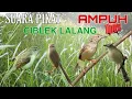 Download Lagu SUARA PIKAT AMPUH CIBLEK LALANG CIBLEK TEBU CINENEN CILELET