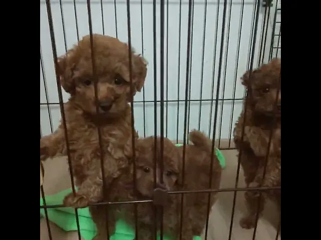 動画