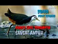 Download Lagu 🔴 Suara pikat ruak ruak ampuh, pikat ruak ruak cari teman nya, suara pikat ini terbukti ampuh