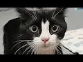 Download Lagu This Is Your Daily Dose of Cats 😂 Day 8