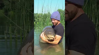 اكبر سمكة الكارب      دندنها