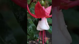 Цілувала осінь цілувала дарувала різні кольори Nature Flowers життя осінь 