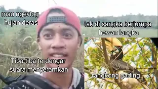 Download lagi ngevlog denger suara menyeramkan ternyata ada burung langka MP3