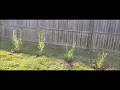 HYBRID WILLOW TREES 40 DAY GROWING PROCESS