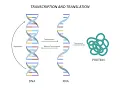Transcription Translation Protein Synthesis