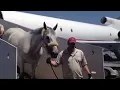 Copernicus Horses On Tex Sutton flight