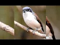 Download Lagu De vogel die zijn slachtoffers spietst