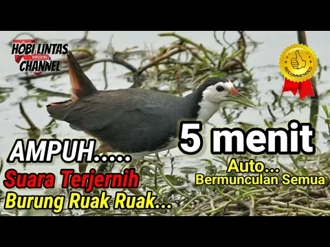 Download MP3 SUARA PIKAT BURUNG RUAK-RUAK ASLI SUARA JERNIH