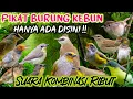 Download Lagu Mp3 pikat burung kebun suara kombinasi ribut, cak wilis, remetuk laut, plamboyan, prenjak