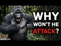 Why Gorillas Almost Never Fight Humans
