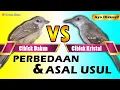 Perbedaan ciblek kristal dan ciblek semi serta asal usulnya
