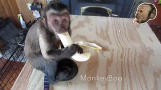 Capuchin Monkey Kills a Banana