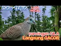 Lagu Perkutut Lokal Gacor Menggema di Kebun Buah NAGA