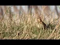 Download Lagu Olive-backed pipit [call at the end!] - Siberische boompieper [piept aan het eind]
