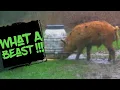 How To Build A Figure C Hog Trap With A Trigger