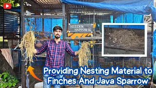 Download PROVIDING NESTING MATRIAL FOR FINCHES AND JAVA MP3