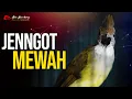 Download Lagu MASTERAN CUCAK JENGGOT MEWAH AUDIO JERNIH MP3
