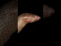 Stiletto Snake - Don t Pick Up This Snake