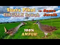 Download Lagu suara pikat burung Tikusan sawah,Durasi panjang 1 jam, suara jernih terbukti Ampuh#berburu_tikusan