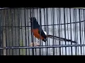 Lagu Murai Batu isian sogok ontong , cigun , jalak lovebird