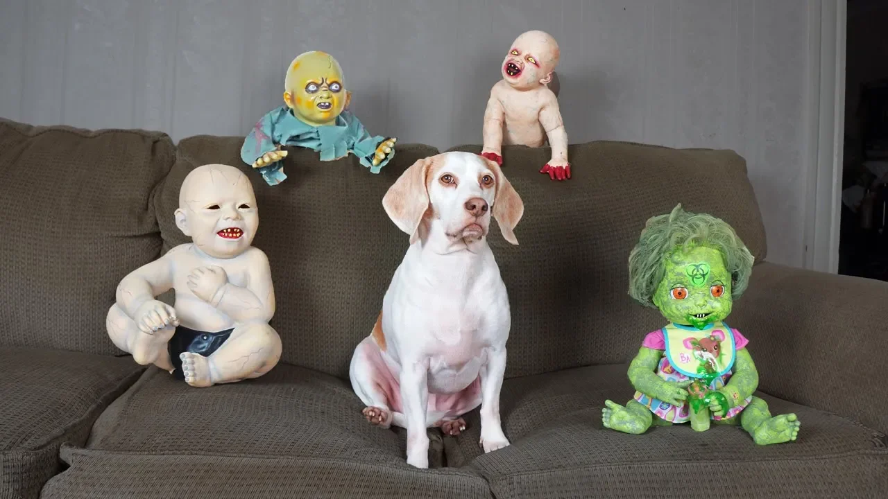 Cute Dog vs Zombie Babies Halloween Prank: Cute Dogs Maymo & Potpie