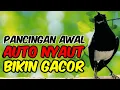 Download Lagu Pancingan kacer cepat bunyi, Masteran kacer cepat ngeriwik, Kacer gacor on tarung