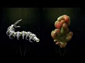 Warframe - How to get Spinal Core Section Tubercular Gill System easy farming