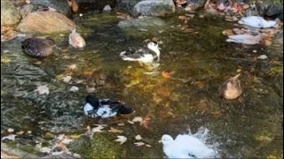 Dunkin Ducks Is Live At The Duck Pond!