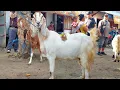 Download Lagu MUSIM KAMBING MURAH‼️ BANJIR INDUKAN SUPER HARGA OBRAL🔥 SEPI PEMBELI PASAR KAMBING JETIS PONOROGO