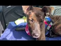 Adopt Linda - WENT TO RESCUE